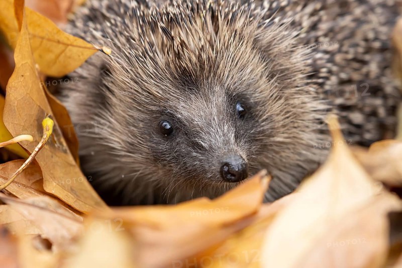 European hedgehog (Erinaceus europaeus) adult animal emerging from a pile of fallen autumn leaves in a garden, England, United Kingdom