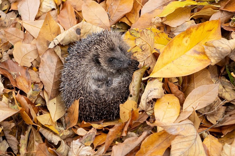 European hedgehog (Erinaceus europaeus) adult animal curled in a ball resting on a pile of fallen autumn leaves in a garden, England, United Kingdom