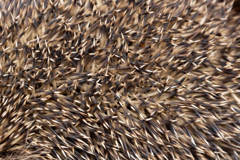European hedgehog (Erinaceus europaeus) adult animal close up of its spines, England, United Kingdom