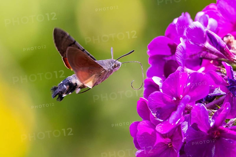 Pigeon tail (Macroglossum stellatarum), close-up, flying and hovering with long, unfurled proboscis and open wings in front of a purple flowering garden flower, Hesse, Germany