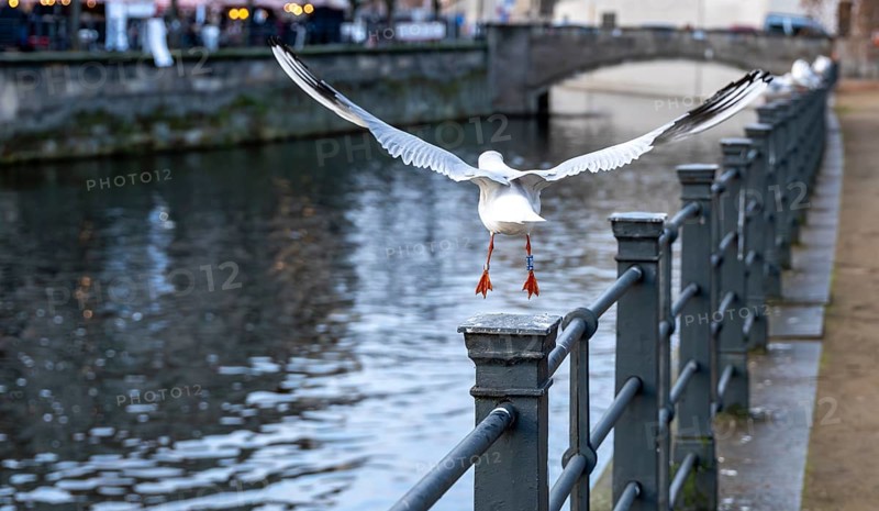 Seagulls on the railing on the banks of the Spree in Berlin Mitte, Germany