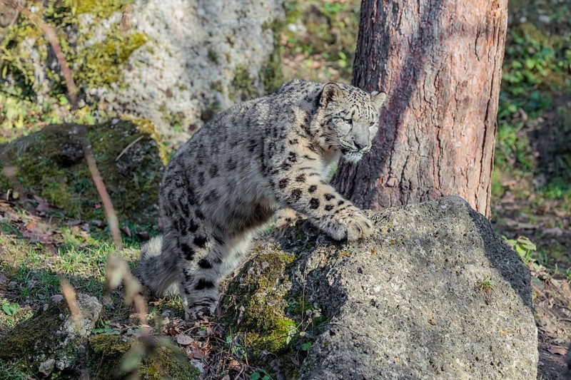 A snow leopard (Panthera uncia) stalks its siblings between rocks and trees in hilly terrain on a sunny day. Captive