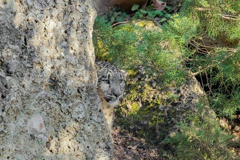 Perfect camouflage. A snow leopard (Panthera uncia) sits next to a rock in hilly terrain, blending in with its surroundings. Captive