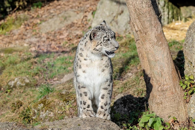 A snow leopard (Panthera uncia) sits in bright sunlight on a rock next to a tree in hilly terrain. Captive
