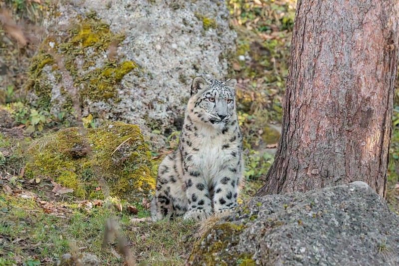A snow leopard (Panthera uncia) sits on a sunny day between rocks next to a tree on hilly terrain, surrounded by green vegetation. Captive