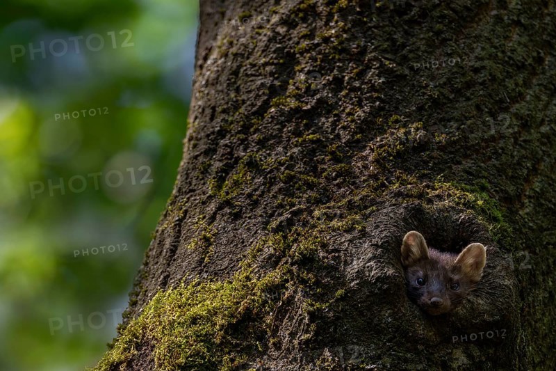 A young pine marten (Martes martes) looks curiously out of a tree hollow, animal children, cute, cute, Germany
