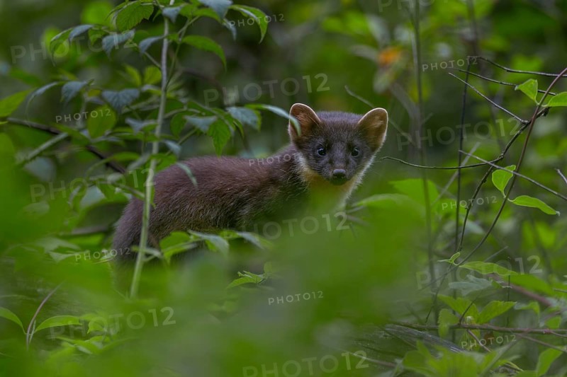 This young pine marten (Martes martes) has probably only recently started hunting on its own, baby animals, cute, cute, Germany