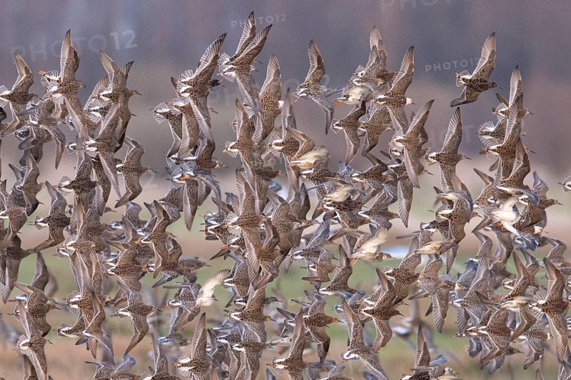 Large flock of ruff (Calidris pugnax) in flight over a grassy landscape, Dümmer nature park Park, Lower Saxony, Germany