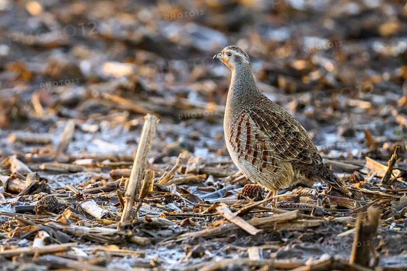 A grey partridge (Perdix perdix) stands on a ground covered with maize stubble in the cold season, Dümmer nature park Park, Lower Saxony, Germany