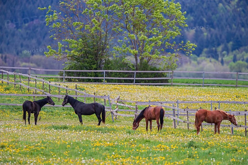 Horses (Equus caballus) on paddock, four riding horses standing together and eating on yellow flowering, large pasture with dandelion (Taraxacum officinale) in spring, Odenwald, Hesse, Germany