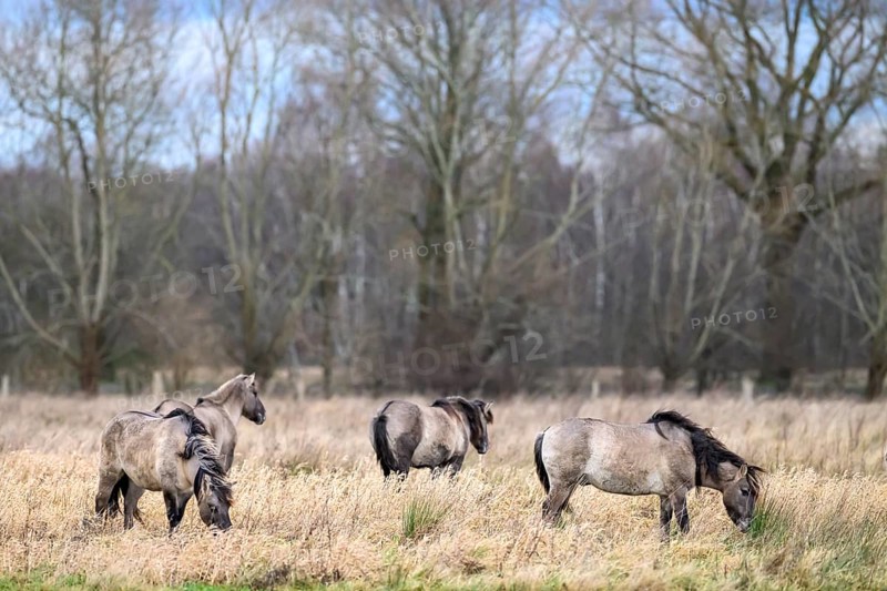 A group of wild horses Koniks graze in a meadow in an autumnal setting, Dümmer nature park Park, Lower Saxony, Germany