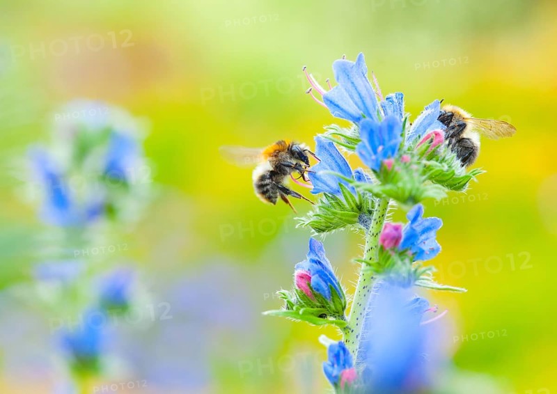 Common viper's bugloss (Echium vulgare) with garden bumblebee (Bombus hortorum) flying, collecting, nature garden of the nature conservation centre Hüde, Lemförde, Lower Saxony, Germany