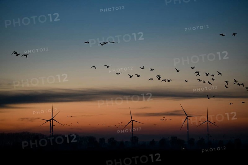 Silhouettes of wind turbines and birds against an evening sky, Dümmer nature park Park, Lower Saxony, Germany