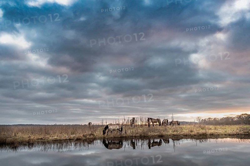 Konik horses graze near a moat under a cloudy sky, Dümmer nature park Park, Lower Saxony, Germany