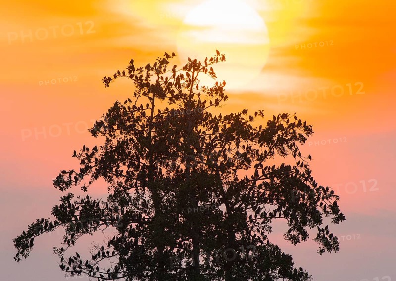 A flock of starlings (Sturnus vulgaris) sits on a tree silhouette in front of a bright sunset with warm colours in the sky, Dümmer nature park Park, Lower Saxony, Germany