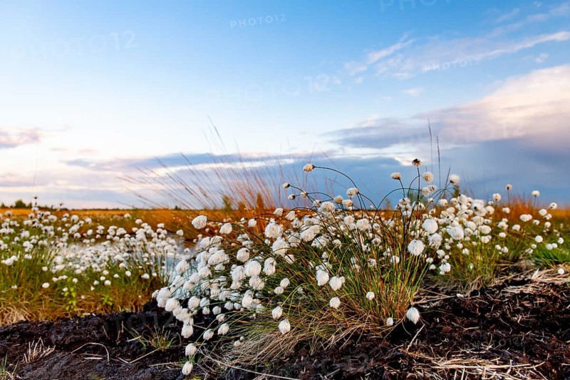 White cotton grass (Eriophorum angustifolium) fruits glowing under a blue sky on a vast moor, Rhedener Geestmoor, Dümmer nature park Park, Lower Saxony, Germany