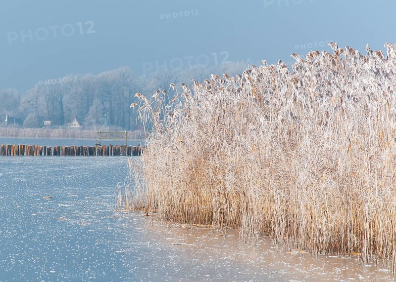 Frozen reeds on a body of water with frosty blue background at Dümmer See, Dümmer nature park Park, Lembruch, Lower Saxony, Germany