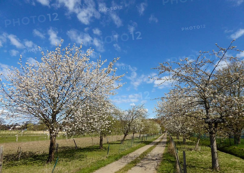 A path leads through an avenue full of blooming cherry trees under a clear sky, Billeniederung, Hamburg