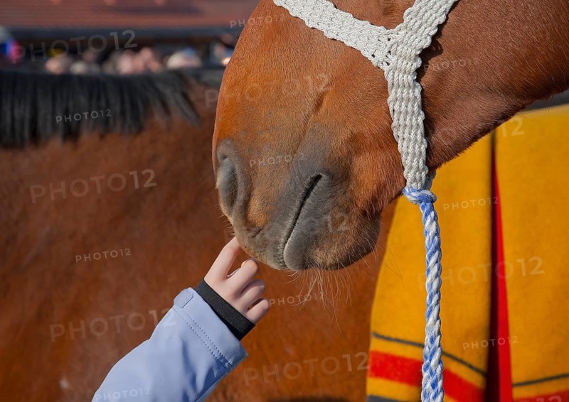 Close-up of a child's hand gently touching the nose of a horse (Equus caballus) Holsteiner calf, Brockumer Markt folk festival, Brockum, Lower Saxony, Germany