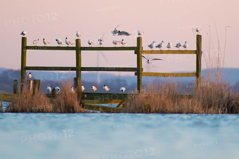 Black-headed gulls (Larus ridibundus) sitting on poles on the water under a pink sky, gentle morning mood at Lake Dümmer, Dümmer nature park Park, Lembruch, Lower Saxony, Germany