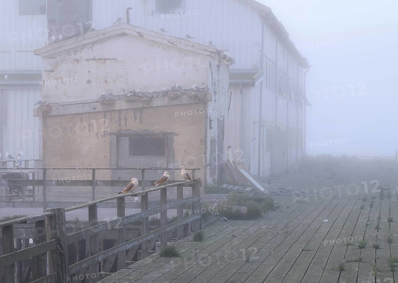 Old, weathered building on the pier with numerous kittiwakes (Rissa tridactyla) in monochrome style, Vardø, Finnmark, Norway