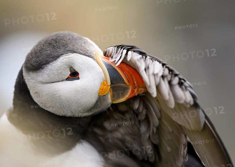 Puffin (Fratercula arctica) close-up with grey and orange details, soft atmosphere, Hornøya, Vardø, Finnmark, Norway