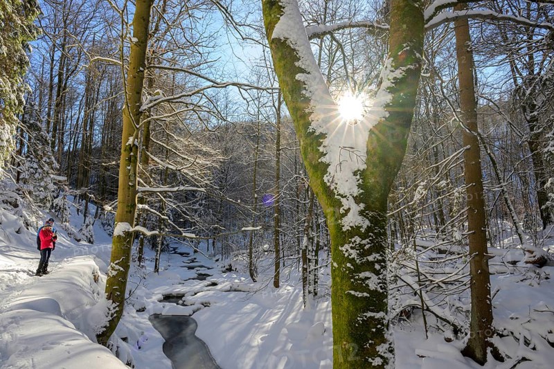 Ilsenburg, Saxony-Anhalt, Germany, A sunny winter day in the forest with snow-covered trees and a hiker on the trail along the Ilse River in the Harz National Park on the Heinrich-Heine Weg Ilsetal hiking trail