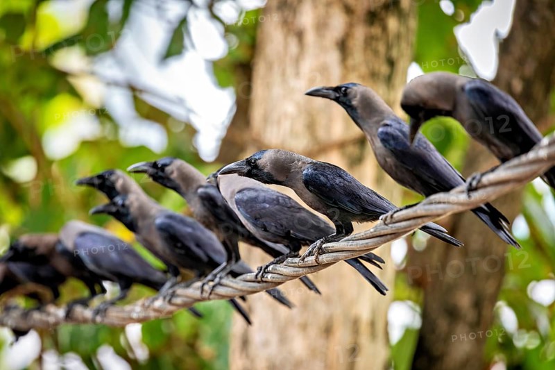 Several crows sitting on a branch between green trees, the atmosphere is lively and natural, The Shining Crow in Colombo Sri Lanka (Corvus splendens)