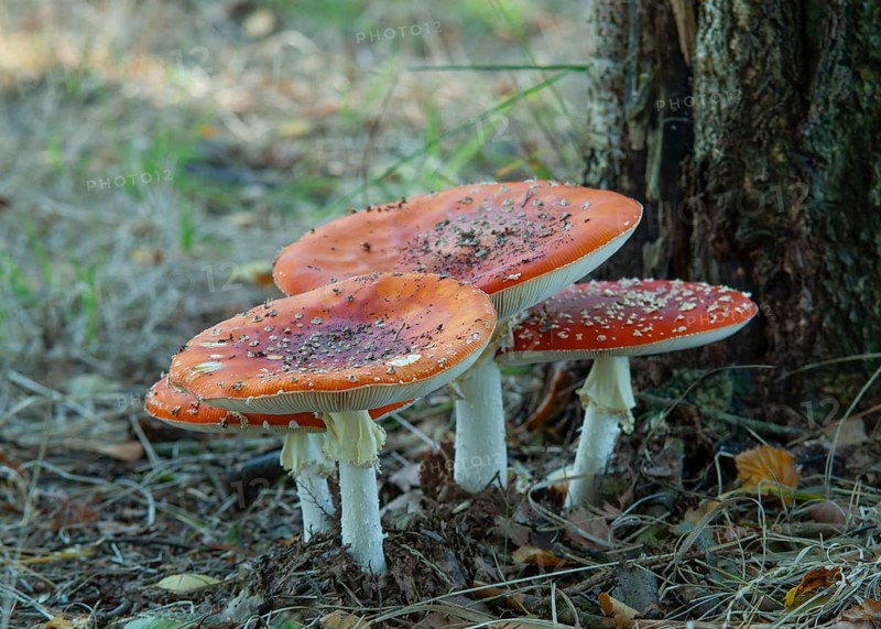 Vivid red fly agaric (Amanita muscaria) with white dots growing on a tree stump in the forest, North Rhine-Westphalia, Germany