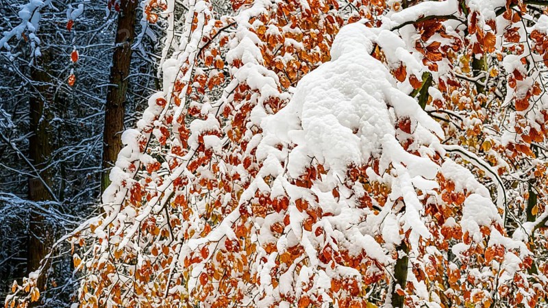 Hankenberge, Hilter am Teutoburger Wald, Lower Saxony, Germany, Snow-covered trees European beech (Fagus sylvatica) with red-orange foliage in a wintry environment