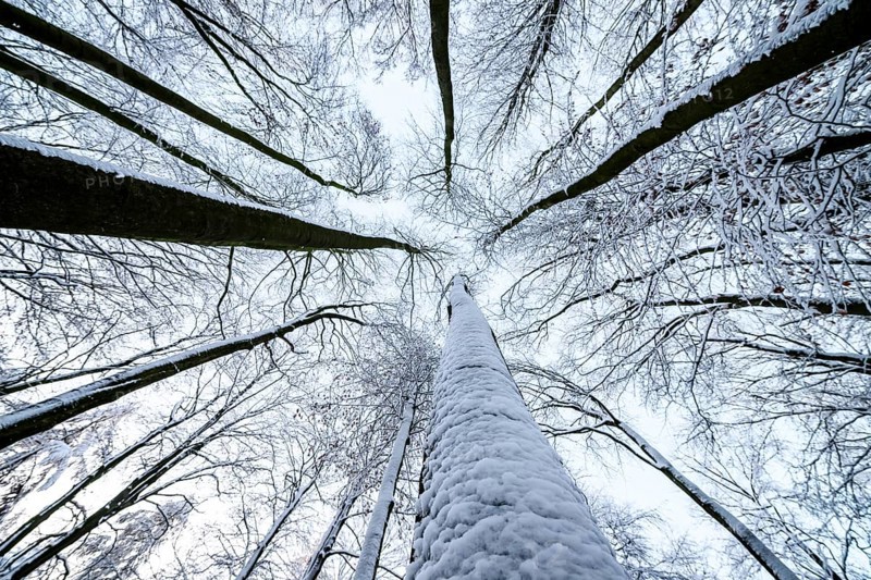 Hilter am Teutoburger Wald, Lower Saxony, Germany, Snowy treetops from a frog's eye view with a view of the sky