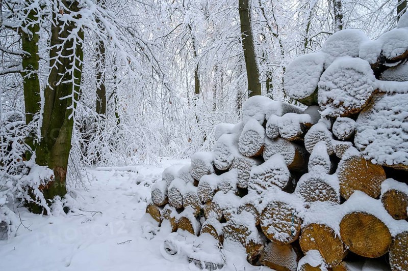 Hilter am Teutoburg Forest, Lower Saxony, Germany, snowy woodpile and trees in a wintery forest backdrop