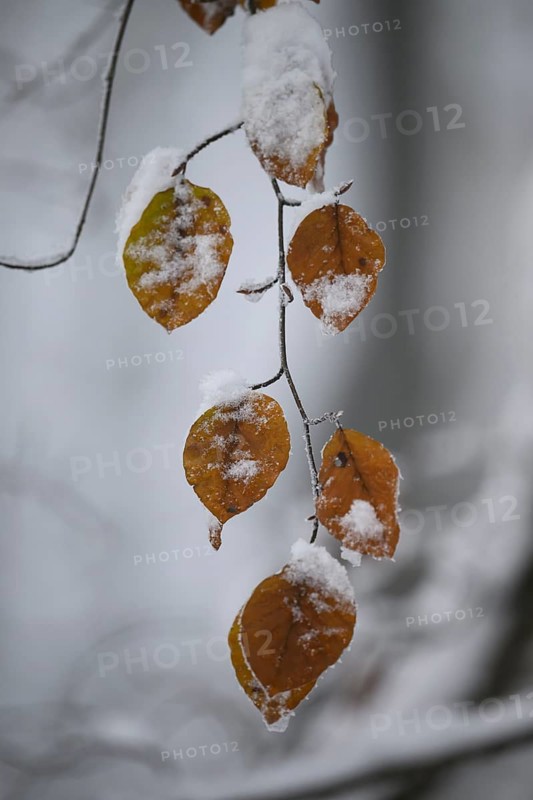 Snow-covered brown beech leaves (Fagus syvatica) on a branch in a wintry environment, Teutoburg Forest, Lower Saxony, Germany