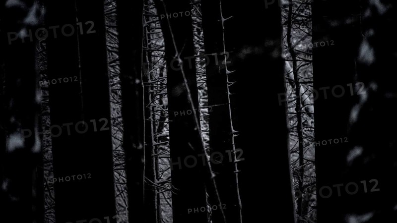 Dark forest forest with silhouettes of conifers and a mysterious light show, Teutoburg Forest, Lower Saxony, Germany