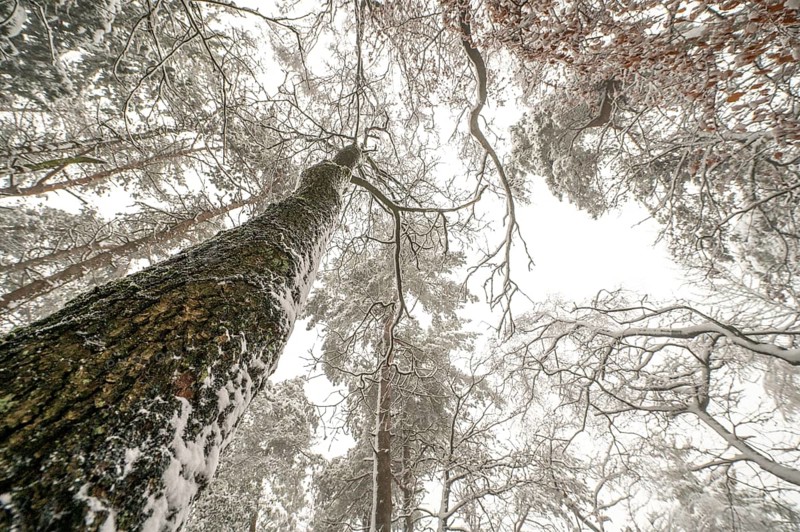 Looking up through snow-covered forest with tall trees and white branches, Teutoburg Forest, Lower Saxony, Germany