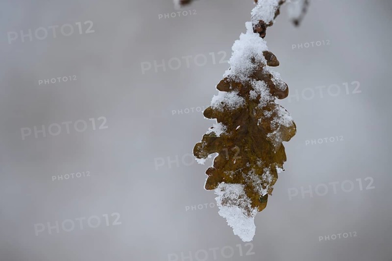 An oak leaf (Quercus robur) covered with snow in a quiet winter landscape, Teutoburg Forest, Lower Saxony, Germany