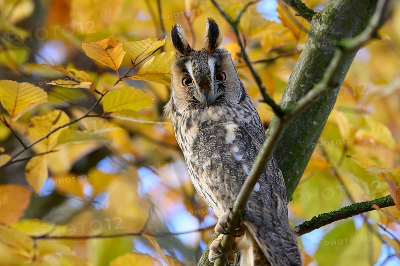 A long-eared owl (Asio otus) sits attentively on a branch with erect feather ears amidst the yellow autumn leaves of a beech (Fagus sylvatica), Dümmer nature park Park, Lower Saxony, Germany