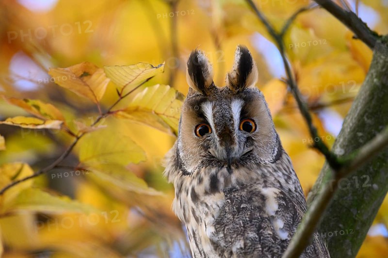 A long-eared owl (Asio otus) sits attentively on a branch amidst the yellow autumn leaves of a beech tree (Fagus sylvatica), Dümmer nature park Park, Lower Saxony, Germany