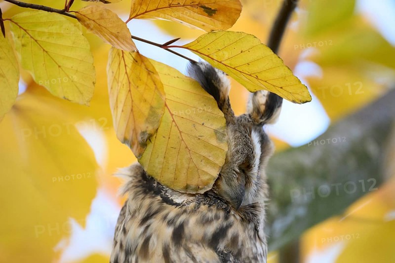 A long-eared owl (Asio otus) sitting attentively on a branch amidst the yellow autumn leaves of a beech tree (Fagus sylvatica), eye hidden by the beech leaves, Dümmer nature park Park, Lower Saxony, Germany