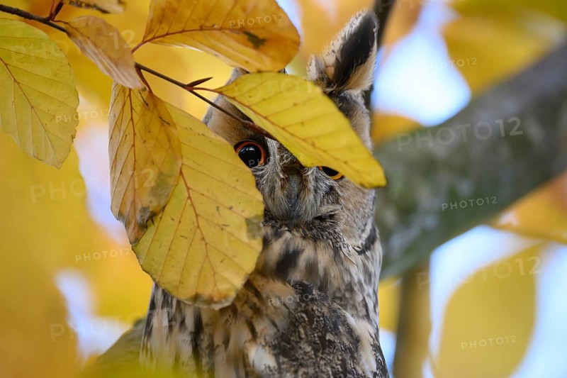 A long-eared owl (Asio otus) sits attentively on a branch amidst the yellow autumn leaves of a beech (Fagus sylvatica), humorous picture with one eye covered, Dümmer nature park Park, Lower Saxony, Germany