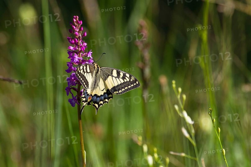 Swallowtail (Papilio machaon), on Gymnadenia conopsea (Gymnadenia conopsea), Upper Bavaria, Germany