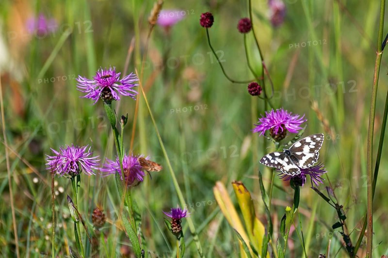 Checkerspot butterfly (Melanargia galathea), on flowering meadow with meadow knapweed (Centaurea jacea), Bavaria, Germany