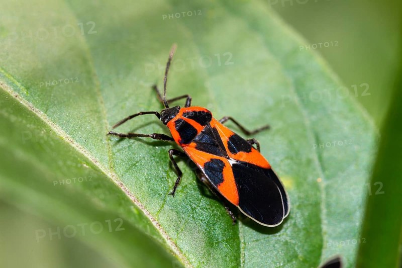 Ground bug (Tropidothorax leucopterus), Upper Bavaria, Germany