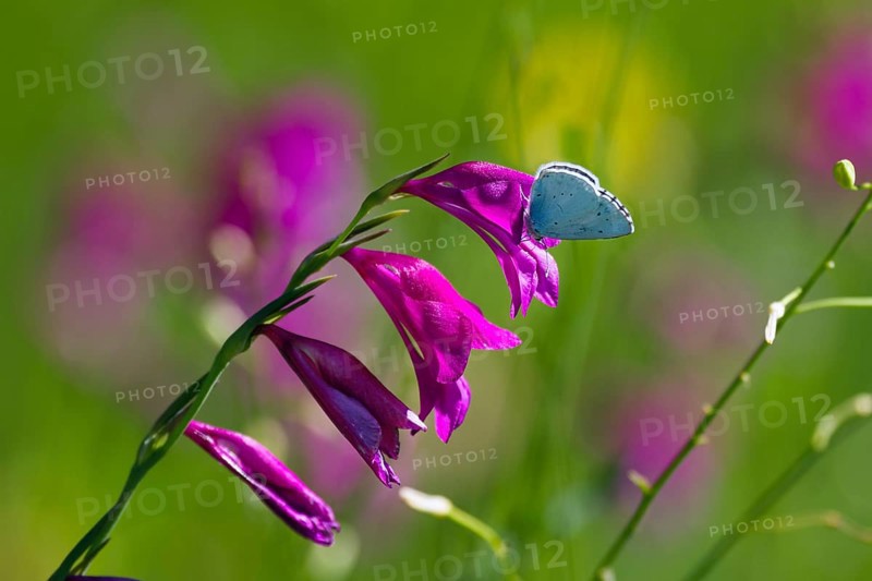 Swamp gladiolus (Gladiolus palustris) with pale blue (Celastrina argiolus), Upper Bavaria, Germany