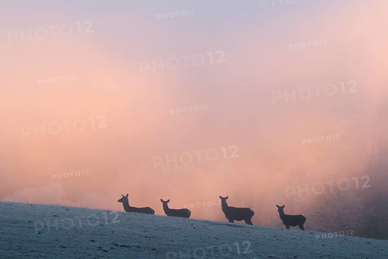 Four female red deer (Cervus elaphus) stand on a snow-covered meadow at sunrise, with dense, colorful fog in the background