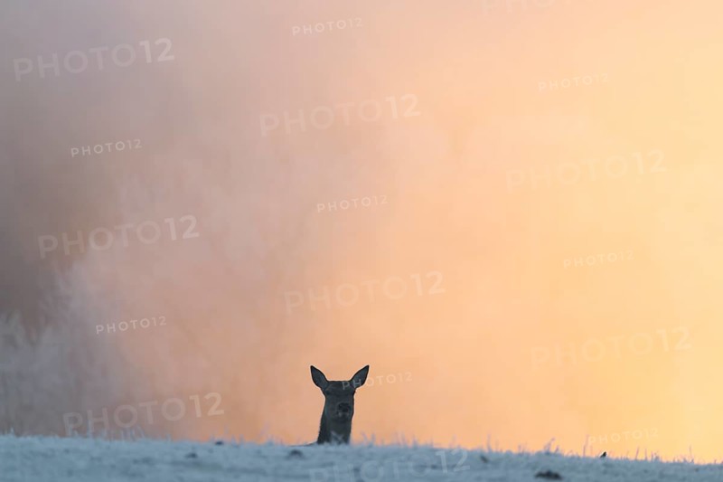 A female red deer (Cervus elaphus) stands behind a hill on a snow-covered meadow at sunrise and watches the photographer. Only her head is visible. In the background is dense, colorful fog