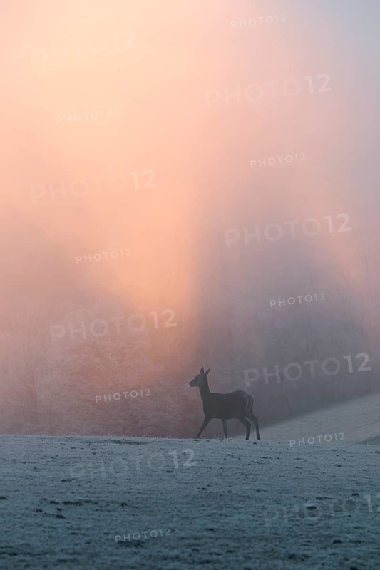 A female red deer (Cervus elaphus) stands on a snow-covered meadow at sunrise, with dense, colorful fog in the background