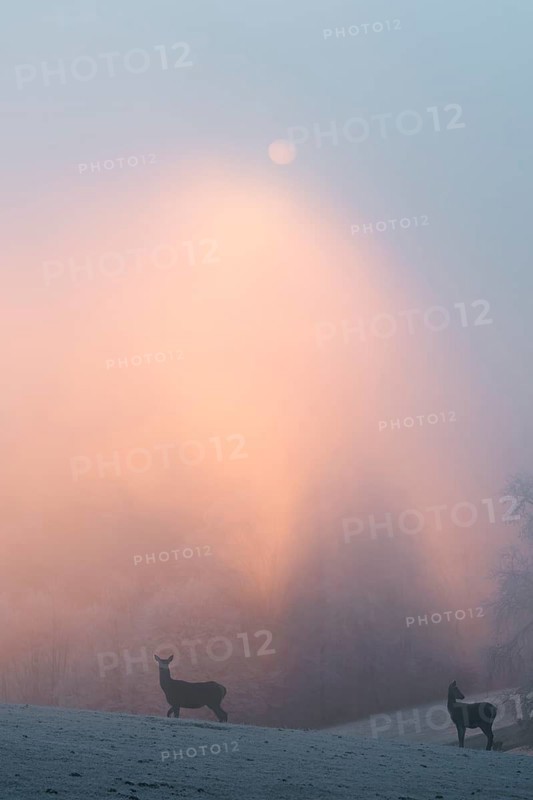 Two female red deer (Cervus elaphus) stand on a snow-covered meadow at sunrise, with dense, colorful fog in the background