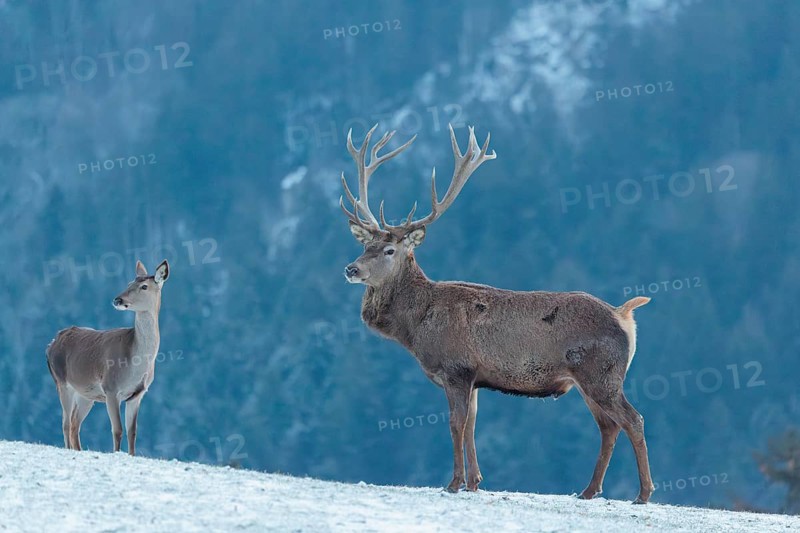 A red deer stag (Cervus elaphus) runs across a snow-covered meadow on a cold day. A female red deer stands in front of the stag. In the background, a mountain forest can be seen in cold, blue fog