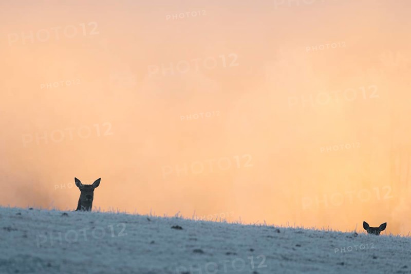 Two female red deer (Cervus elaphus) stand behind a hill on a snow-covered meadow at sunrise and watch the photographer. Only their heads are visible. In the background is dense, colorful fog